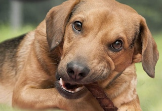 amazon cadet chews 2023 1 1675951899 1675951899