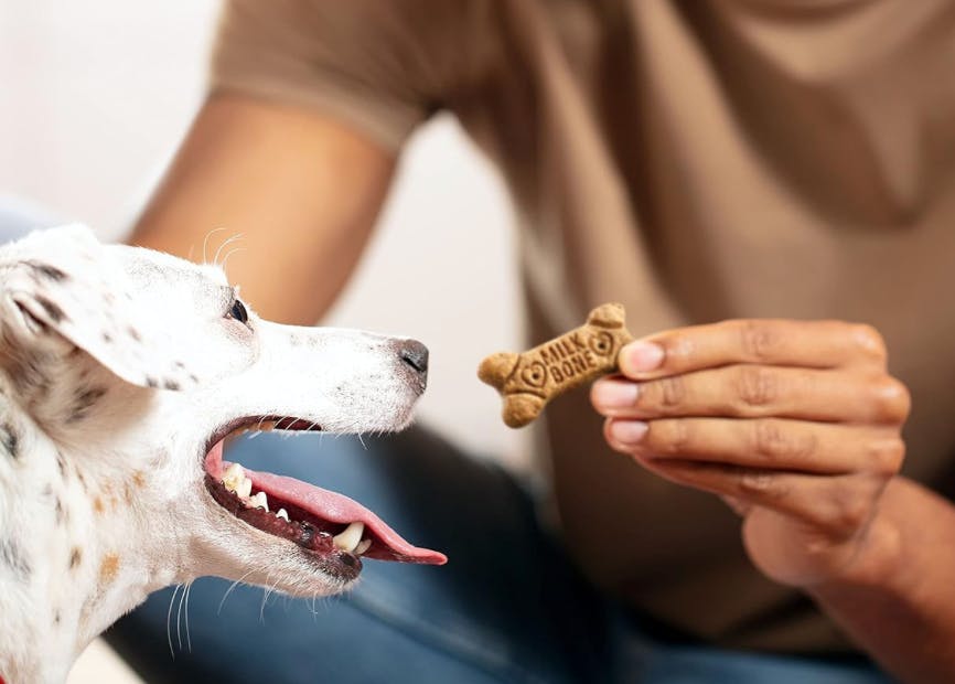 a person giving a dog a dog treat