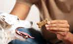 a person giving a dog a dog treat