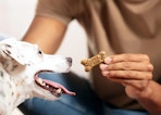 a person giving a dog a dog treat