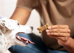 a person giving a dog a dog treat