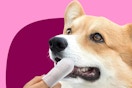 A person's hand with a finger wipe cleans the teeth of a gold and white dog.