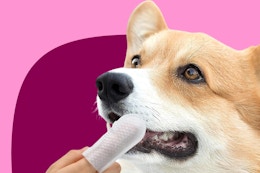 A person's hand with a finger wipe cleans the teeth of a gold and white dog.