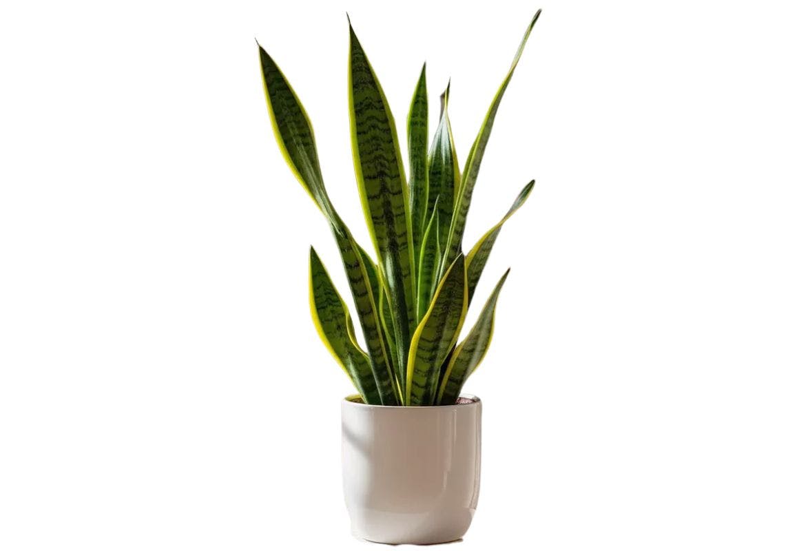 Snake House Plant
