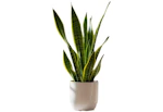 Snake House Plant