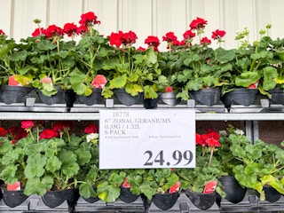 costco-plants-geranums-6-pack-2