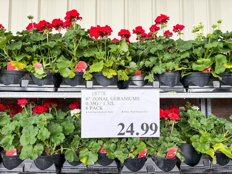costco-plants-geranums-6-pack-2