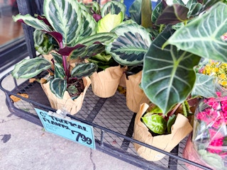 trader-joes-aug-11