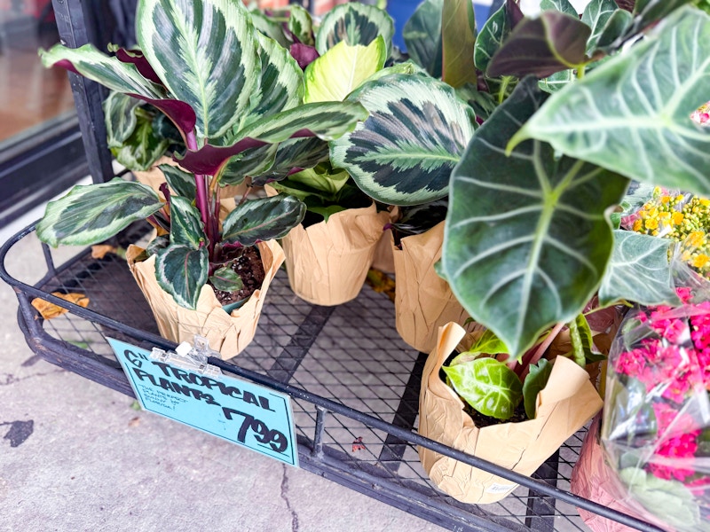 trader-joes-aug-11