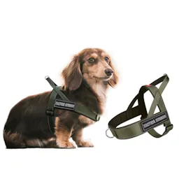 Dog Harness