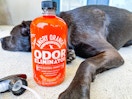 an orange bottle next to a dog laying down