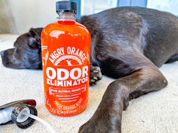 an orange bottle next to a dog laying down