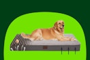 A large light-brown dog sits on an extra large orthopedic bed with a cover. Under the cover is a foam egg-crate mattress that supports him.