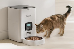 Automatic Cat Feeder