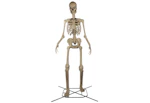 Home Depot 12-Foot Skelly