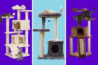 chewy cat trees