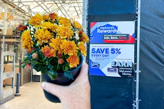 lowes-free-rewards-member-flower-mum