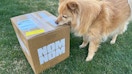 Score 60% Off Two Weeks of Premium, Fresh Dog Food from Nom Nom