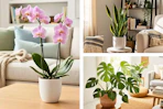 3 lifestyle images of house plants