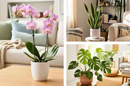 3 lifestyle images of house plants
