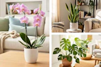 3 lifestyle images of house plants