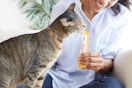 a person feeding a cat a treat