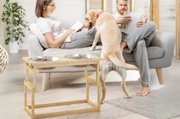 Grab This Elevated Dog Bowl Set for $12 on Amazon card image