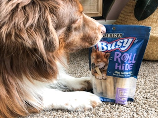 A dog laying down in a living room, sniffing a bag of Purina Busy Roll Hides.