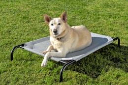 Cooling Elevated Dog Bed, Just $19.54 for Pet Day (Over 78K Amazon Ratings) card image