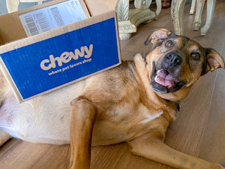 Dog with its mouth open laying down on a hardwood floor with a Chewy box balancing on its side.