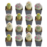 Assorted Cactus 16-Pack