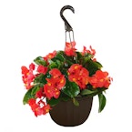 Hanging Basket
