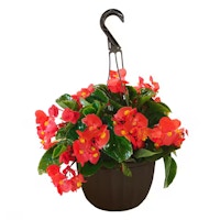 Hanging Basket