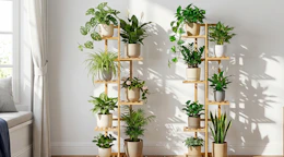 plants on wooden plant stands in a room