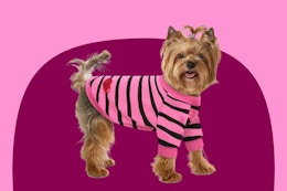 T-shirts for Dogs, as Low as $5.69 for Amazon Pet Day card image