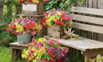 colorful flower bunches in buckets and small crate on wooden steps outside