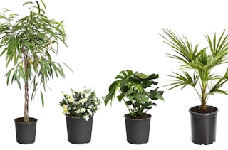 lowes-brighter-blooms-2021