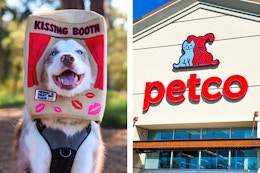 a dog wearing a kissing booth costume and petco store front