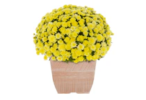 Expert Gardener Yellow Mum