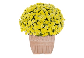 Expert Gardener Yellow Mum