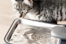 Automatic Pet Water Fountain 4.5L Large Capacity Stainless Steel Drink Tray Cat Water Dispenser Ultra-Quiet 