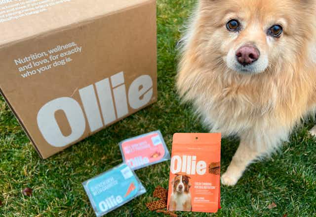 60% Off Ollie Fresh Dog Food (Free Bowl and Free Shipping) card image