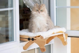 cat sitting in perch at window