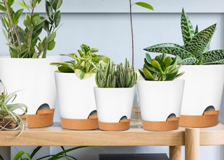 amazon planters 2023 1 1674847658 1674847658