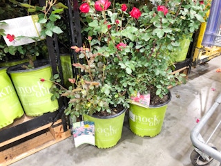 costco knock out rose 1