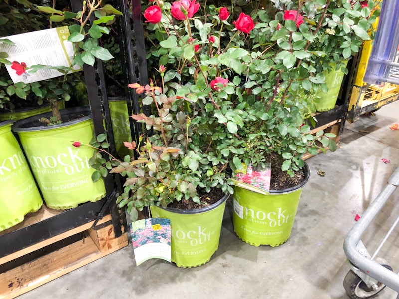 costco knock out rose 1