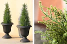 2 lifestyle images of cedar topiary trees (one close up shot)
