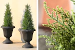 2 lifestyle images of cedar topiary trees (one close up shot)