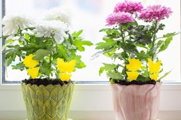 Indoor/Outdoor Bug Traps for Plants, as Low as $5.29 on Amazon card image