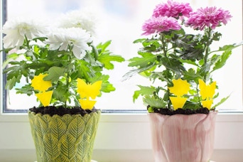 Fruit Fly Traps Fungus Gnat Traps Yellow Sticky Bug Traps 36 Pack No Harm and Odorless for Indoor Outdoor Use Protect The Plant